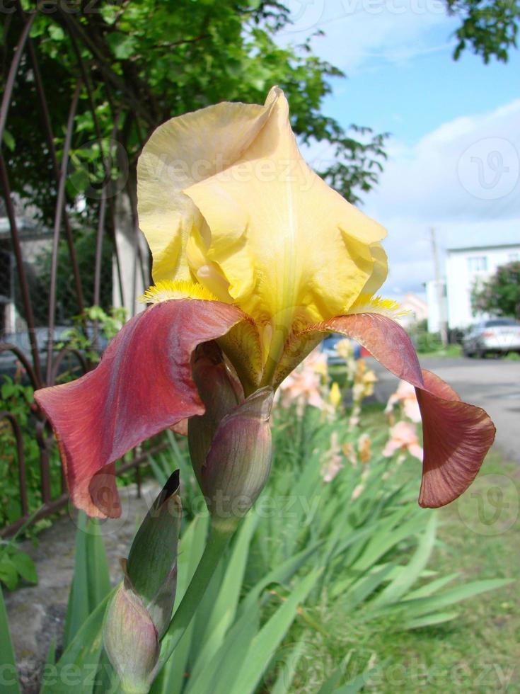 iris germanica. avvicinamento di fiore barbuto iris nel giardino. un' pianta con degno di nota fiori, giardino decorazione. foto