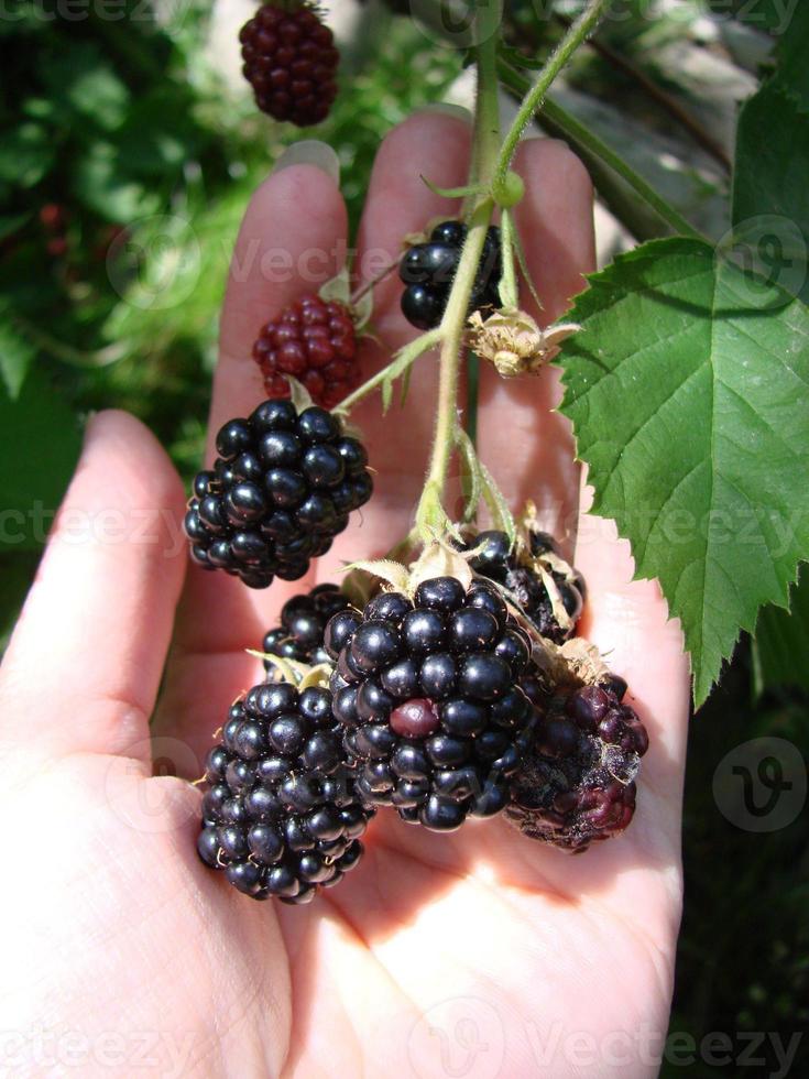 donne mani raccolta maturo more vicino su sparare con ciotola, pieno di frutti di bosco. mora - rami di fresco frutti di bosco nel il giardino. raccolta concetto. foto