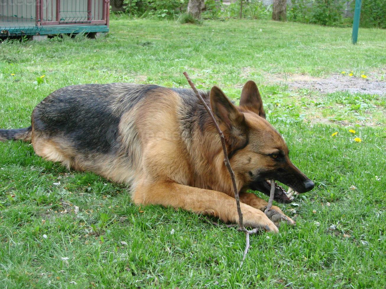 avvicinamento di un' Tedesco pastore cane con intelligente occhi e lingua sospeso fuori. il cane giochi e riposa foto