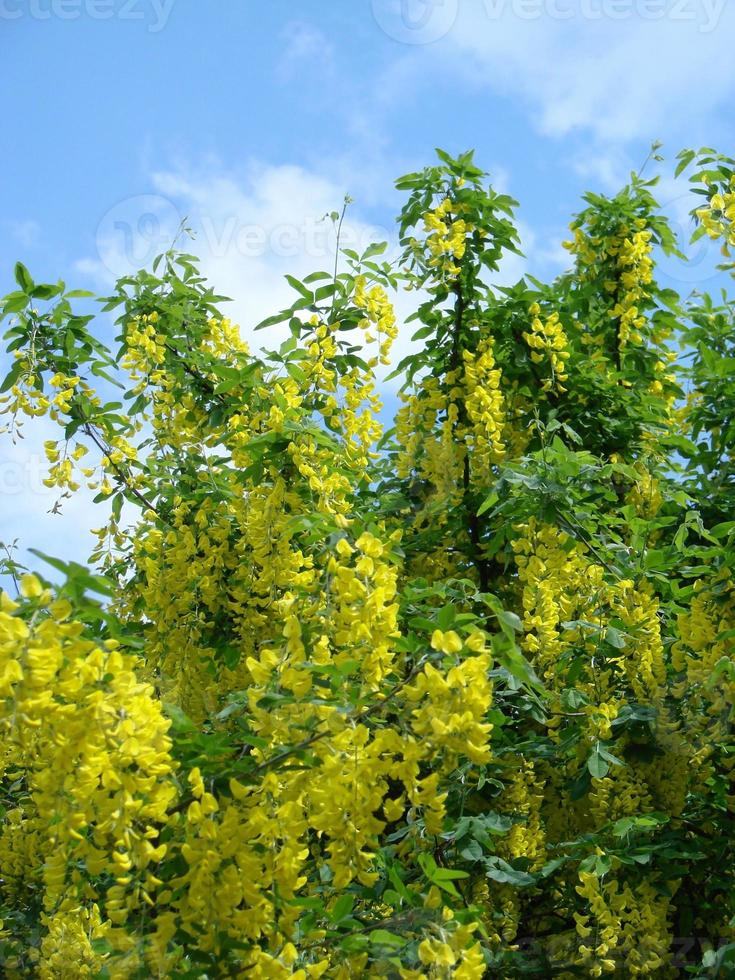 acacia ramo robinia pseudoacacia è abbondante fioritura con bianca fiori. falso acacia. foto