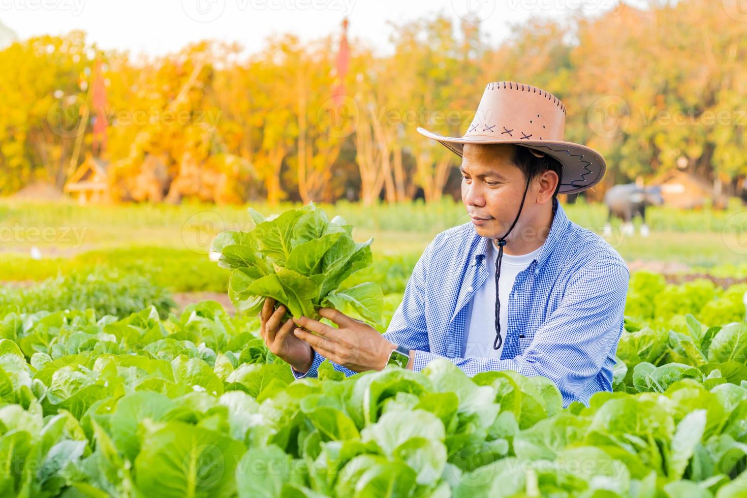 contadino maschio che raccoglie verdure romane la sera foto