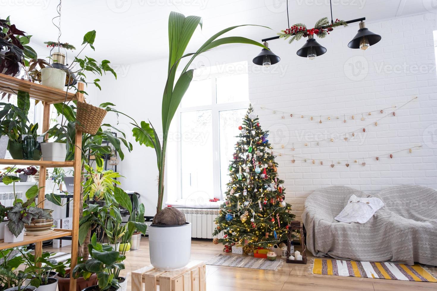 Noce di cocco palma nel un' pentola a casa come un' regalo per Natale e nuovo anno. verde Casa, cura e coltivazione di tropicale impianti foto