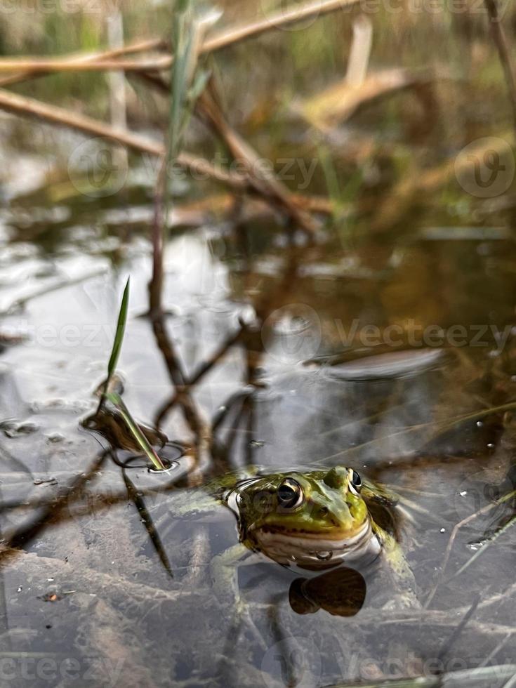 rana fotografia, animale nel natura, rospo foto, animali selvatici, jpg, anfibi foto