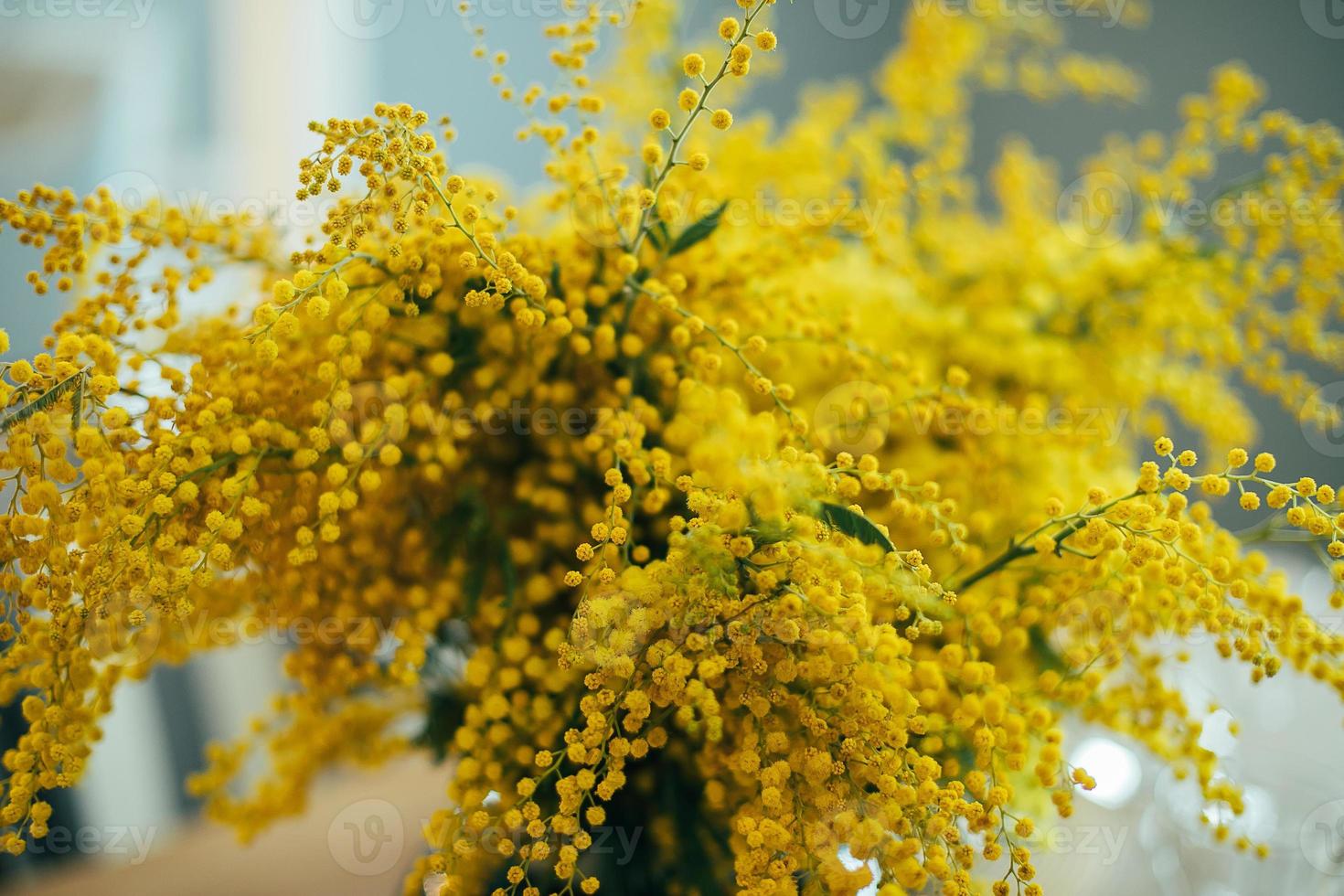 mazzo di giallo mimosa foto