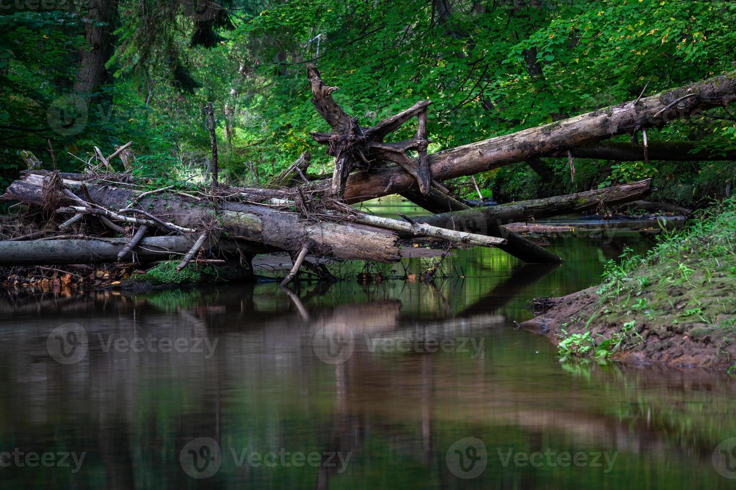 piccolo foresta fiume nel estate con verde sfondo foto