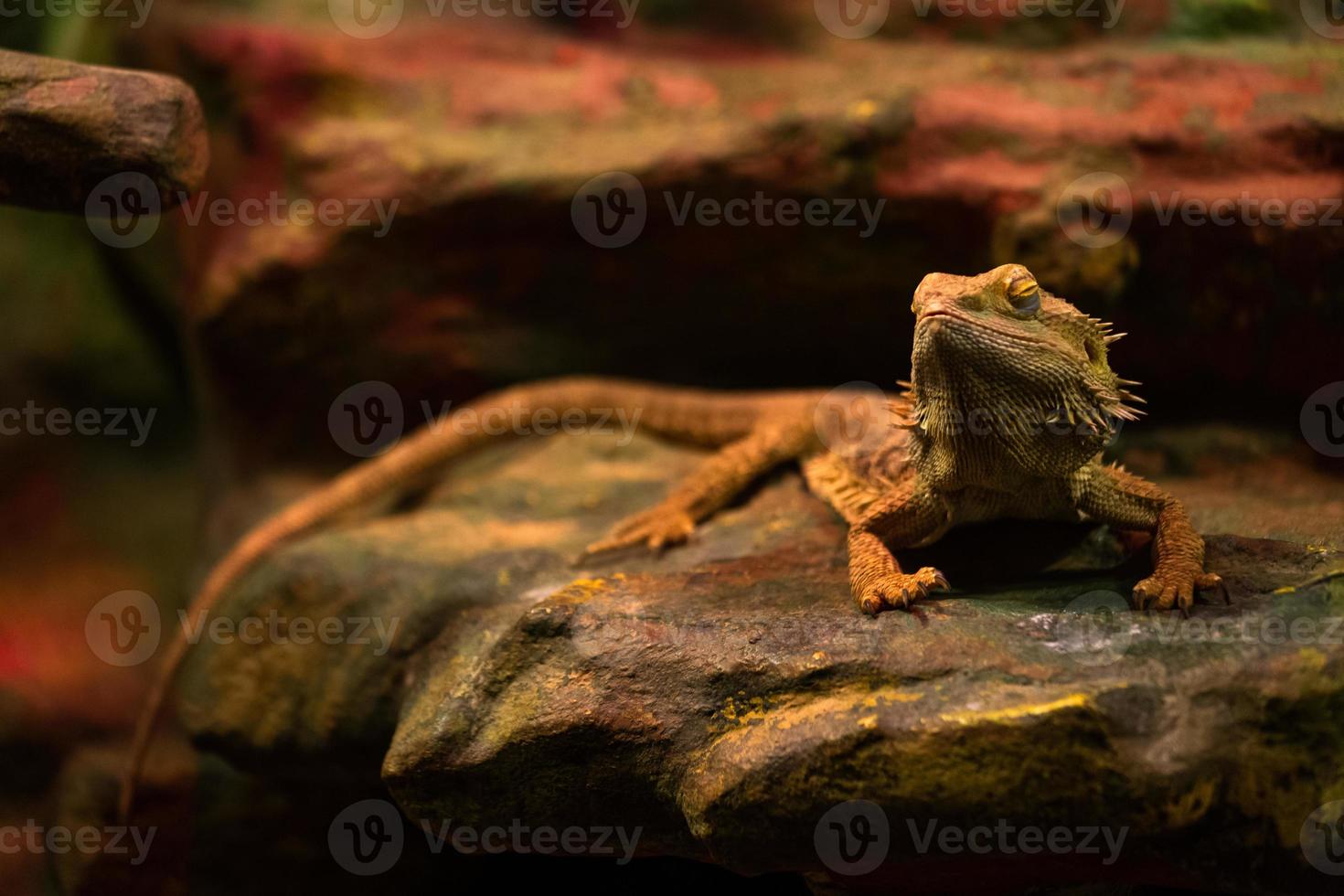 nell'entroterra barbuto Drago foto