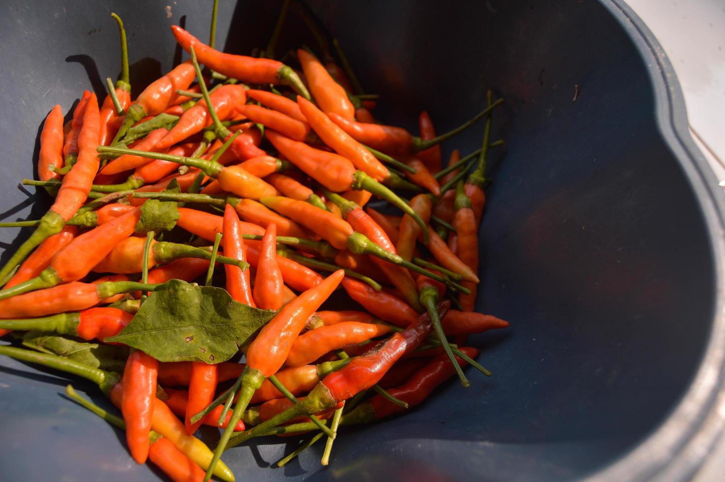 fresco rosso peperoncini quello agricoltori avere appena raccolto foto