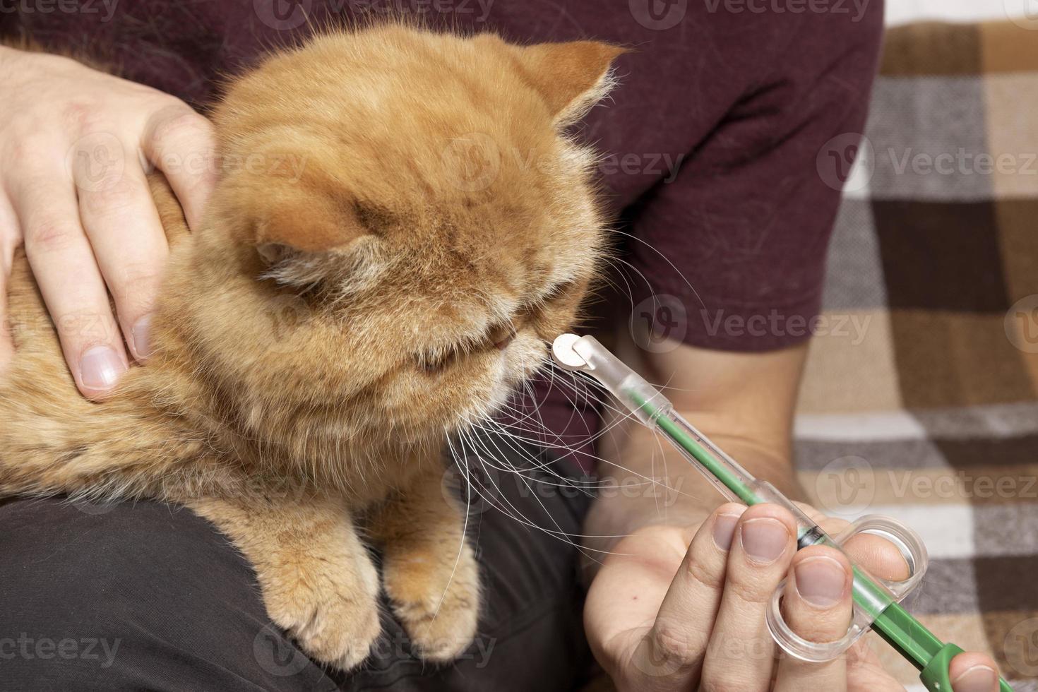un' uomo a casa dà un' pillola per un' malato gatto di un esotico capelli corti razza. un' speciale siringa per amministrazione farmaci per animali. foto