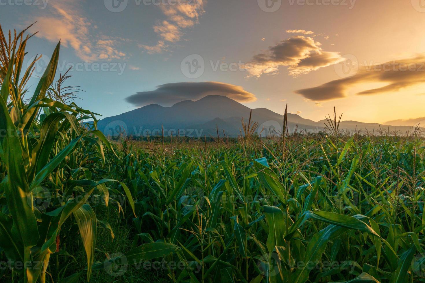 bellissimo mattina Visualizza di Indonesia. panoramico Visualizza di Mais campo e montagna foto