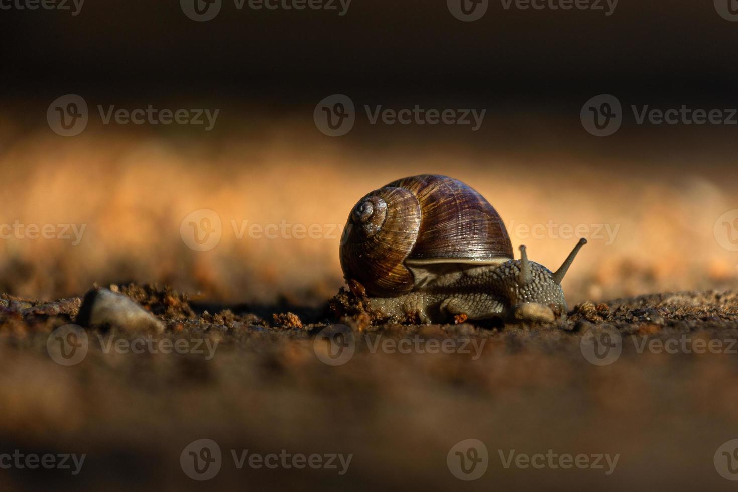 elica pomatia su il terra foto