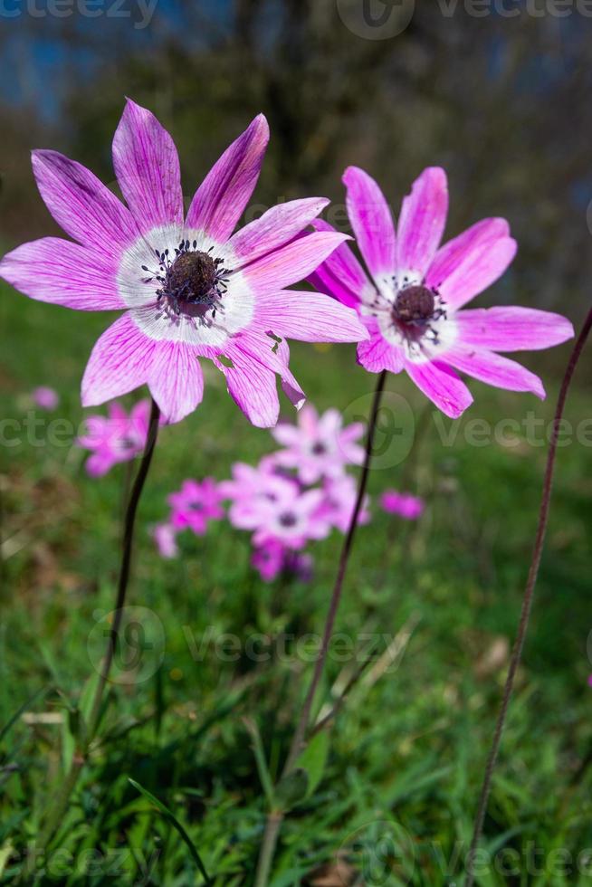 paesaggi a partire dal tzoumerka naturale parco foto