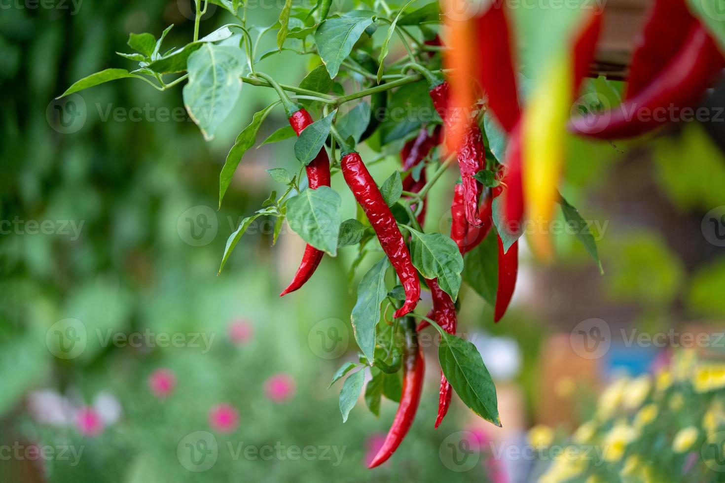 chili albero decorazione nel il bellissimo giardino a mezzogiorno. foto