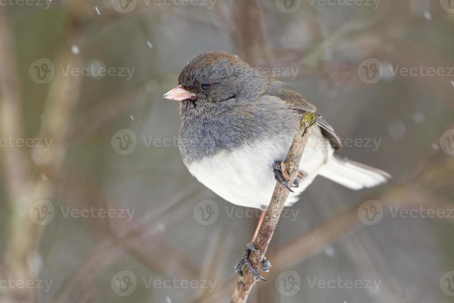 maschio occhi scuri junco - junco hyemalis - nel un' neve tempesta foto