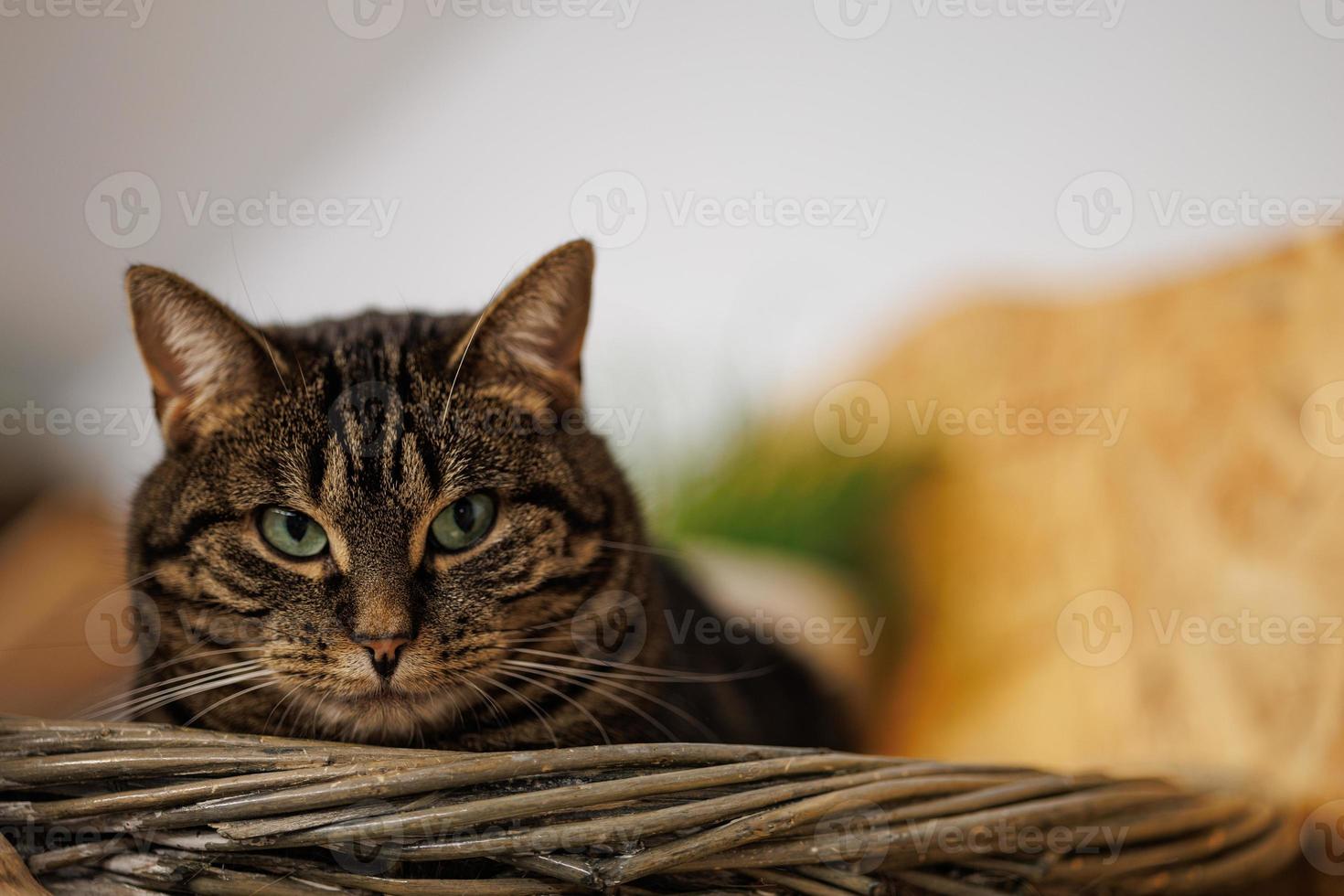 bellissimo rilassato soriano gatto ritratto foto