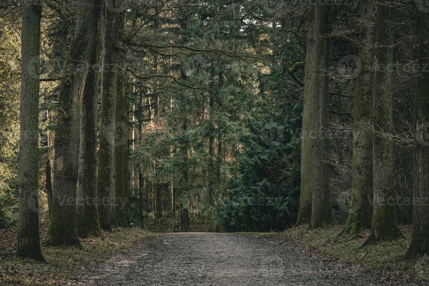 autunno foresta scenario con un' sentiero principale in il scena foto