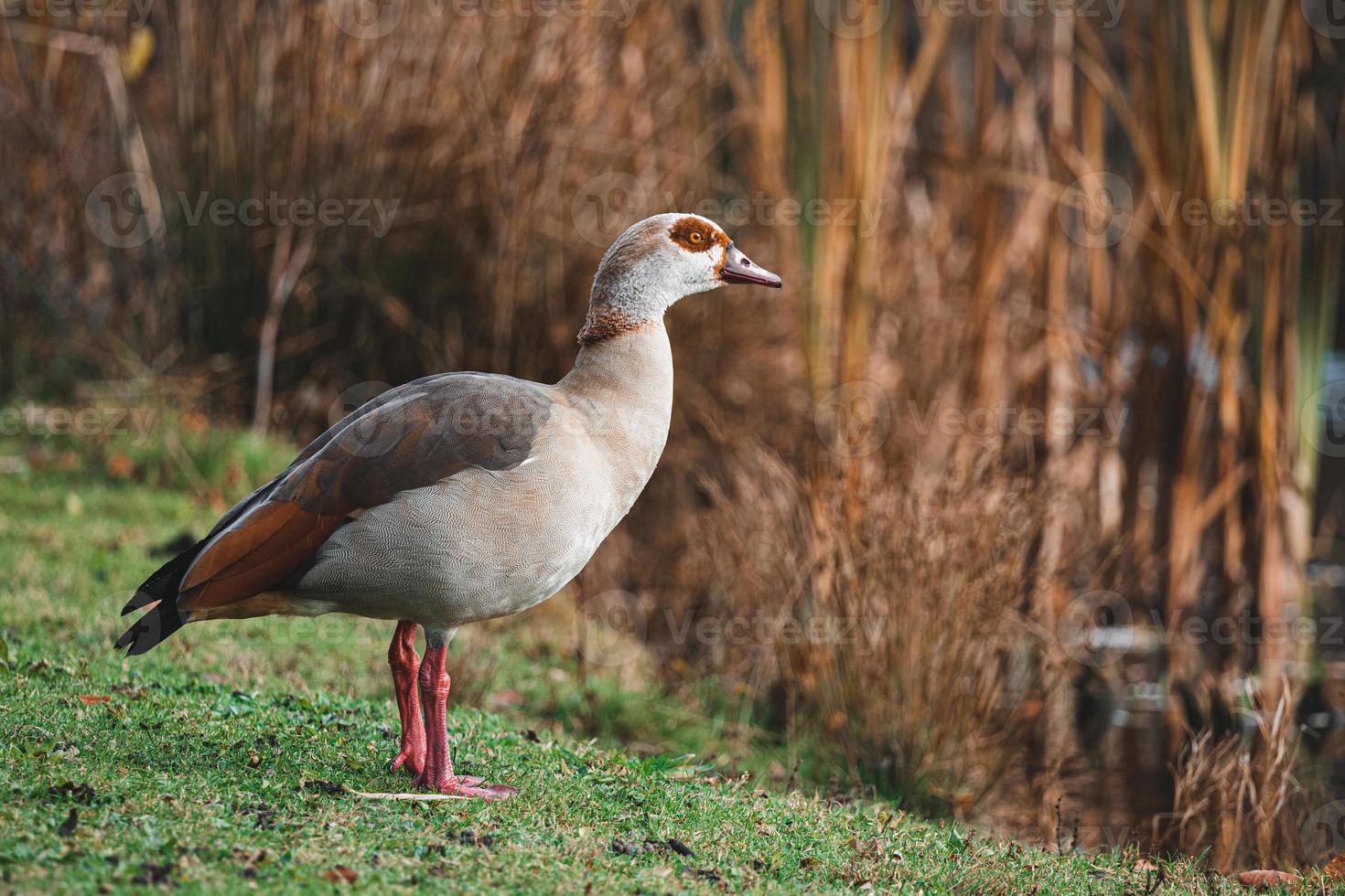 ritratto di bellissimo divertente Nilo Oca in piedi vicino lago foto