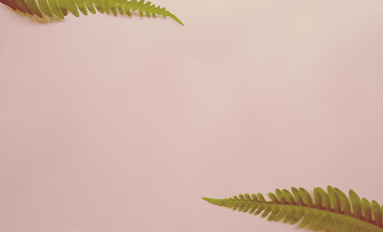 foglie tropicali reali su sfondi bianchi concetti di natura botanica. design piatto foto