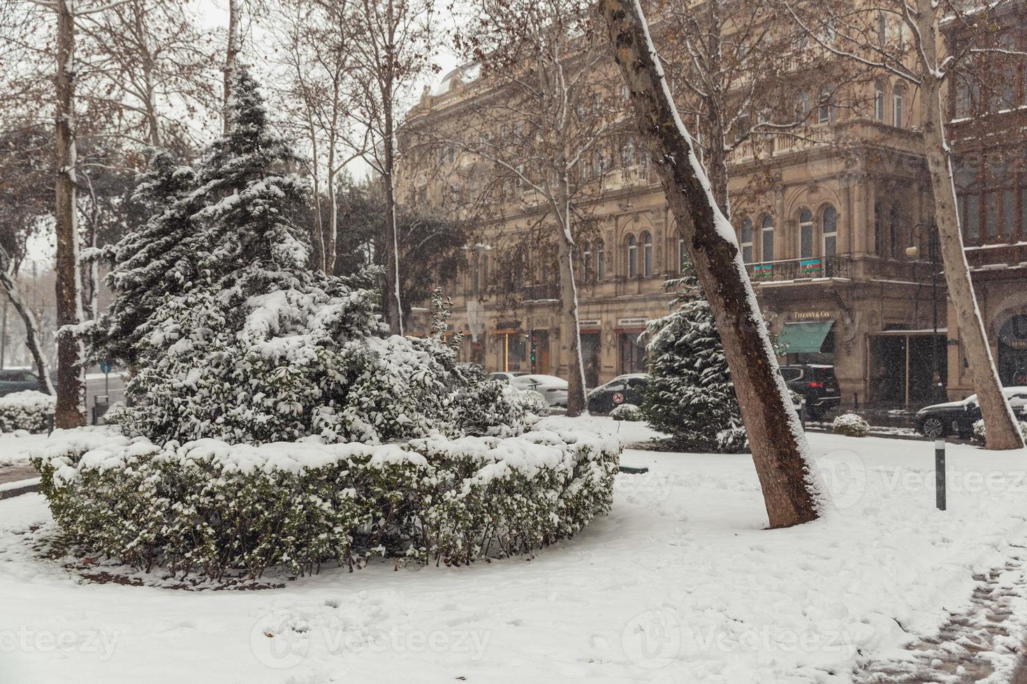 alberi nel il neve, inverno paesaggi foto