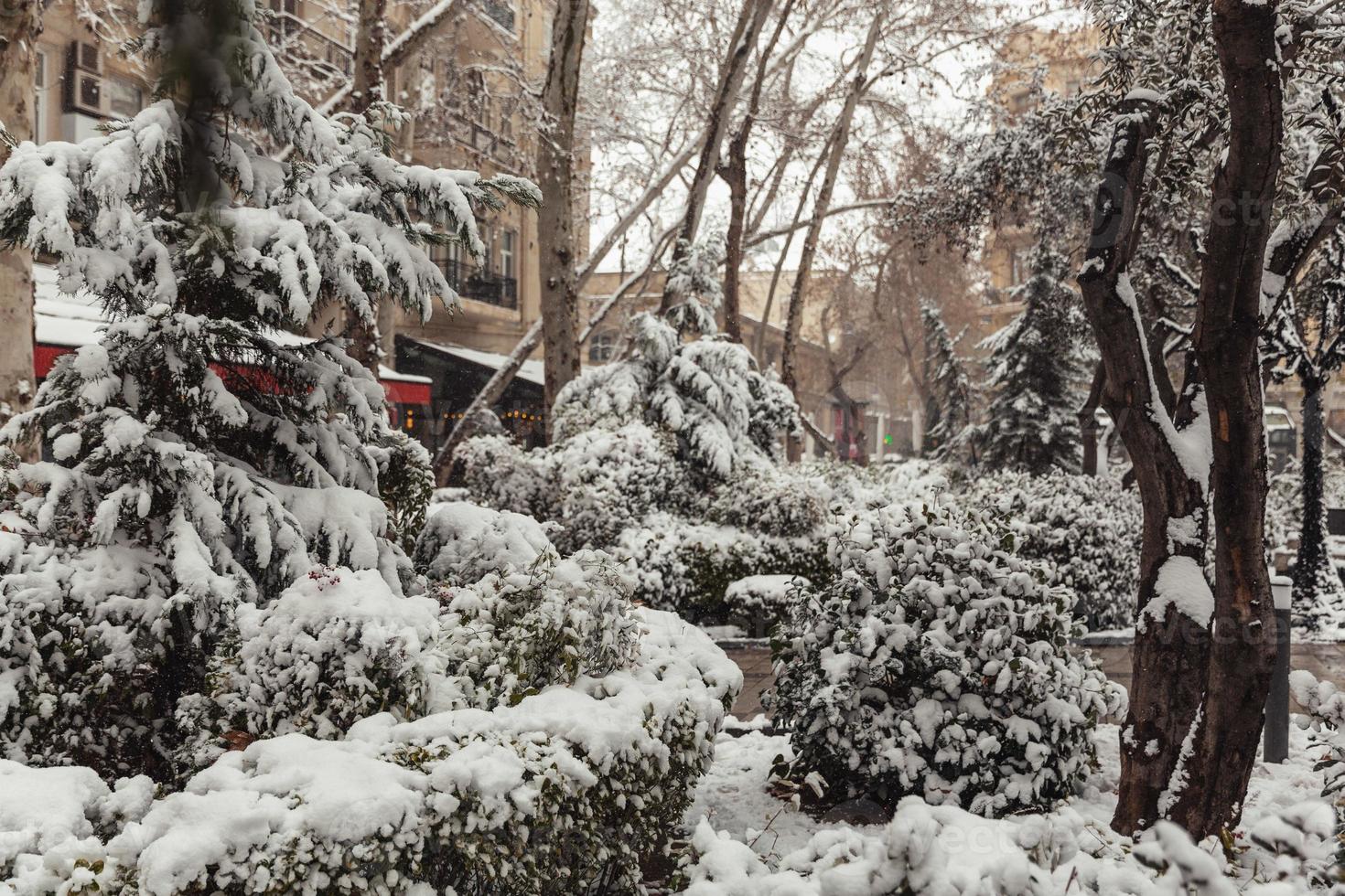 alberi nel il neve, inverno paesaggi foto