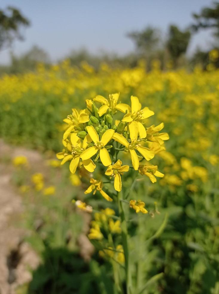 mostarda fiore immagini gratuito Scarica foto