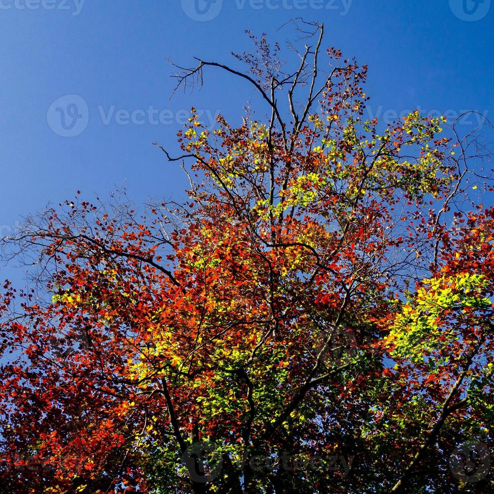 un' arcobaleno albero foto