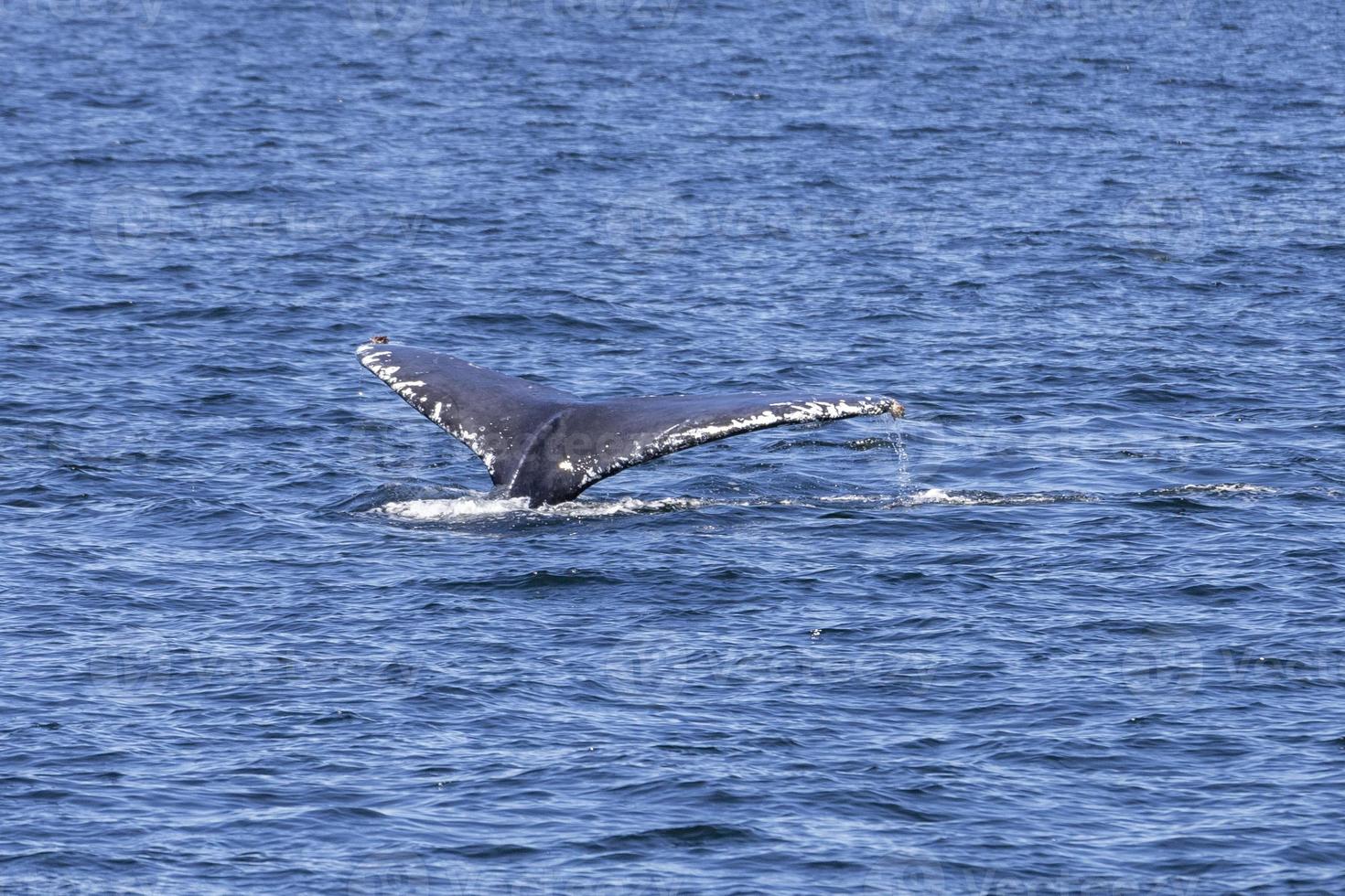 gobba balene nel vancouver foto