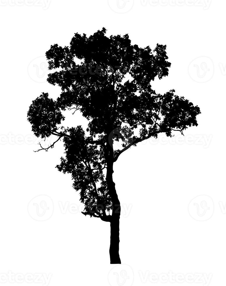 albero silhouette per spazzola su bianca sfondo foto