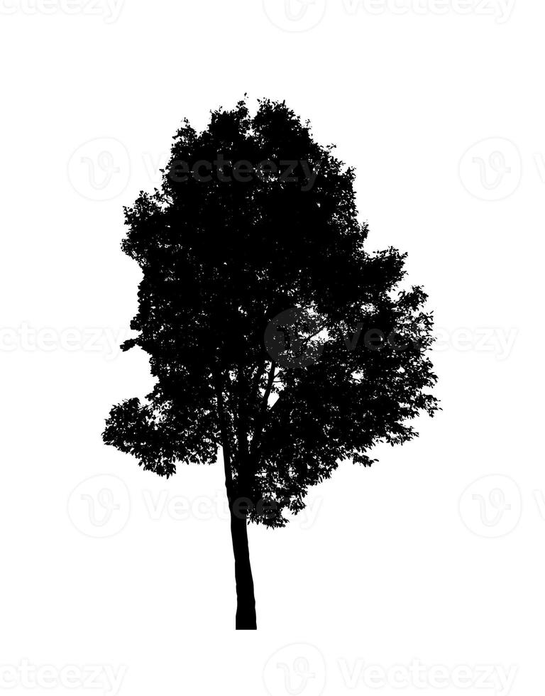 albero silhouette per spazzola su bianca sfondo foto