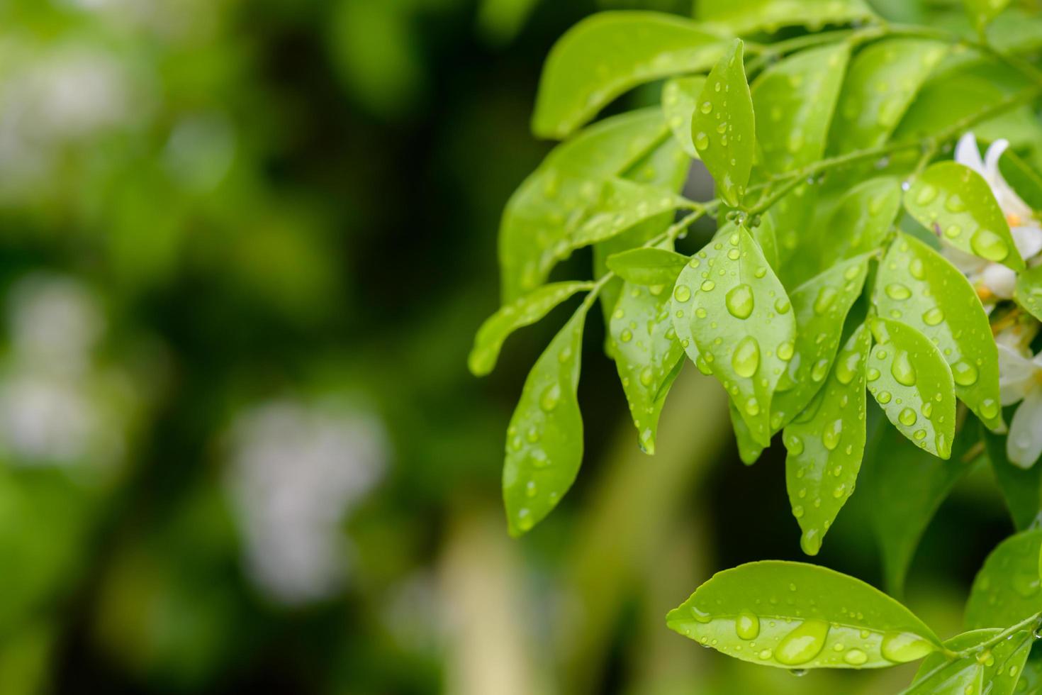 astratto sbalorditivo verde foglia struttura, tropicale foglia fogliame natura buio verde sfondo foto