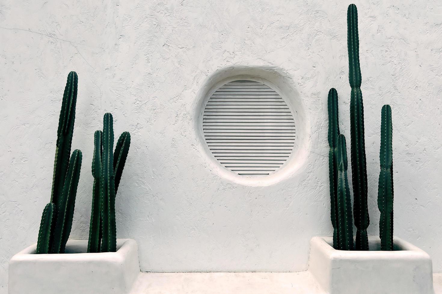 cactus su bianca calcestruzzo parete Casa struttura astratto sfondo. foto