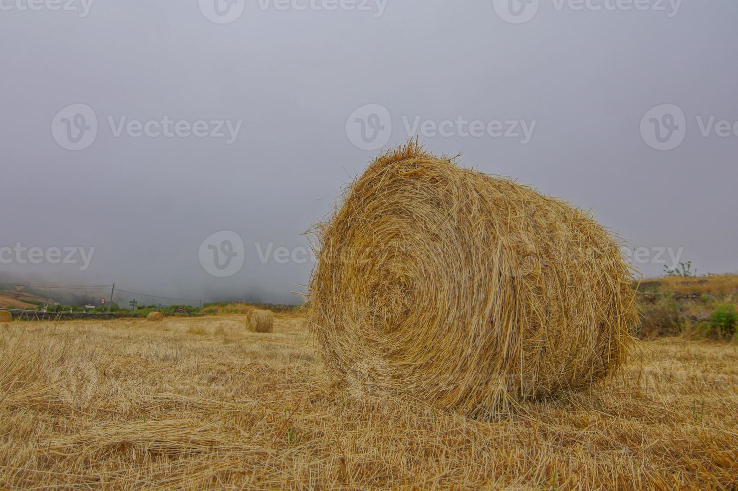 fieno campo Visualizza foto