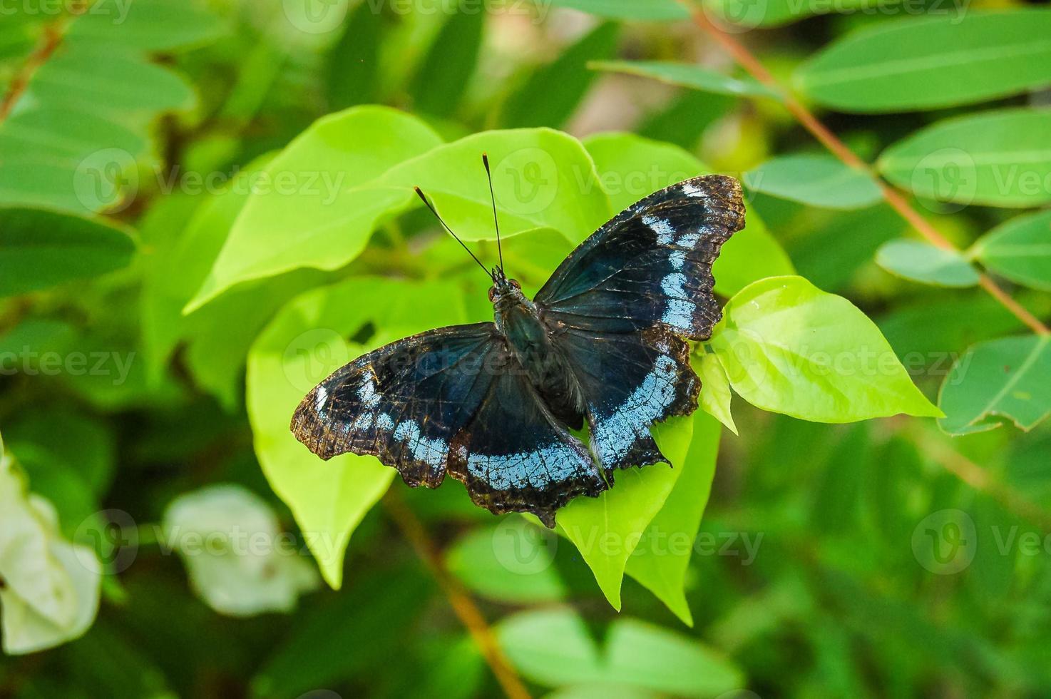 bellissimo farfalla avvicinamento foto