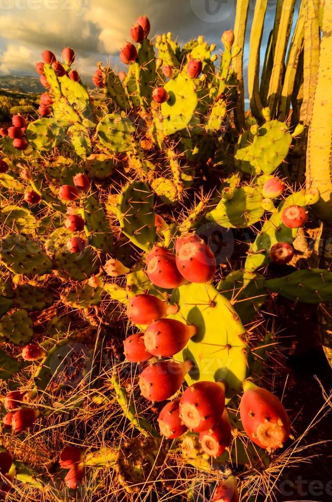 Visualizza con cactus foto