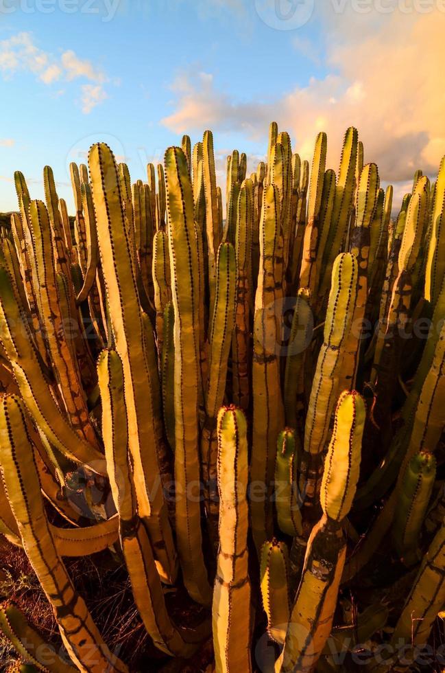 naturale cactus Visualizza foto