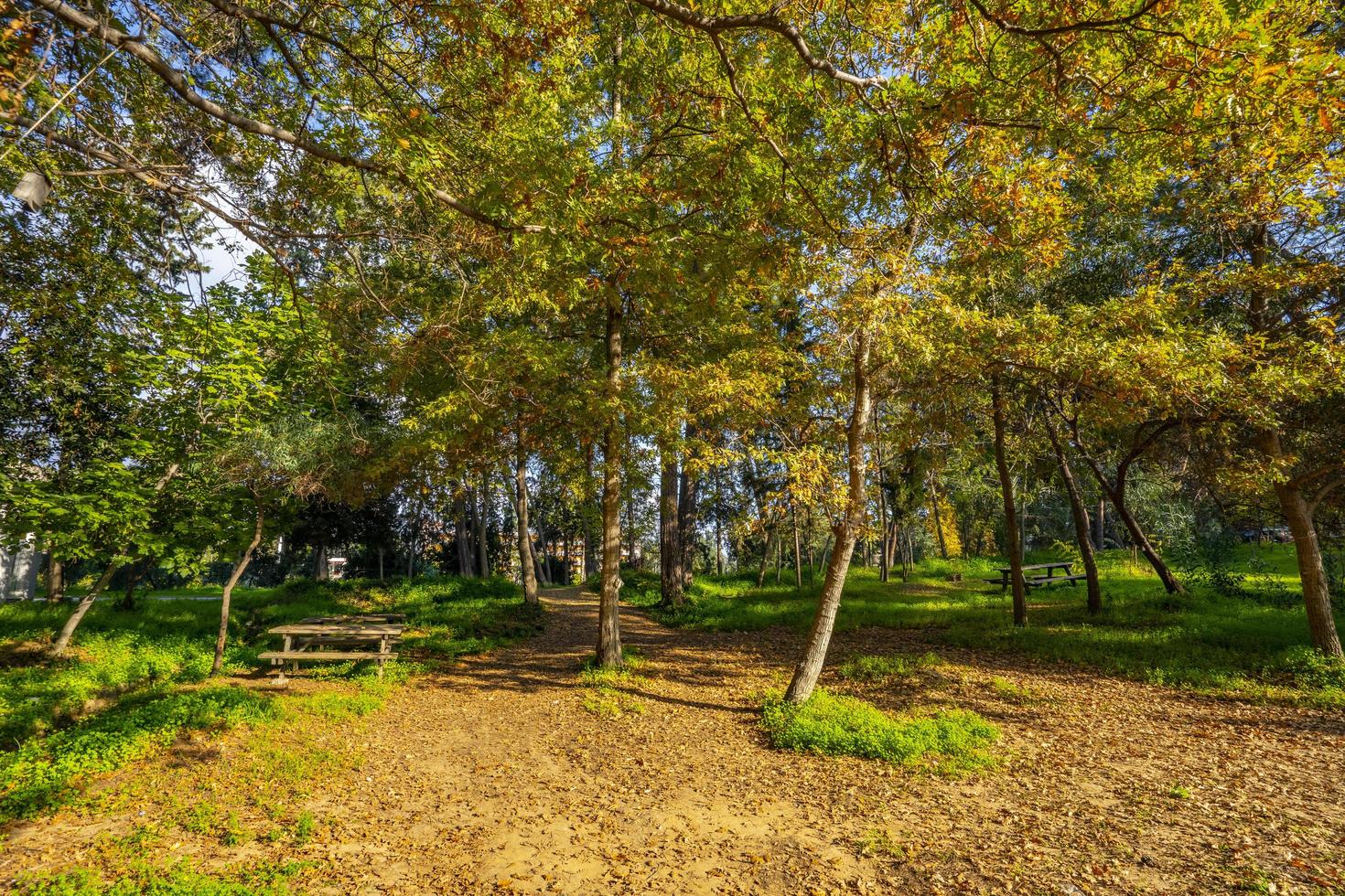 tranquillo, calmo naturale ambiente nel il foresta foto