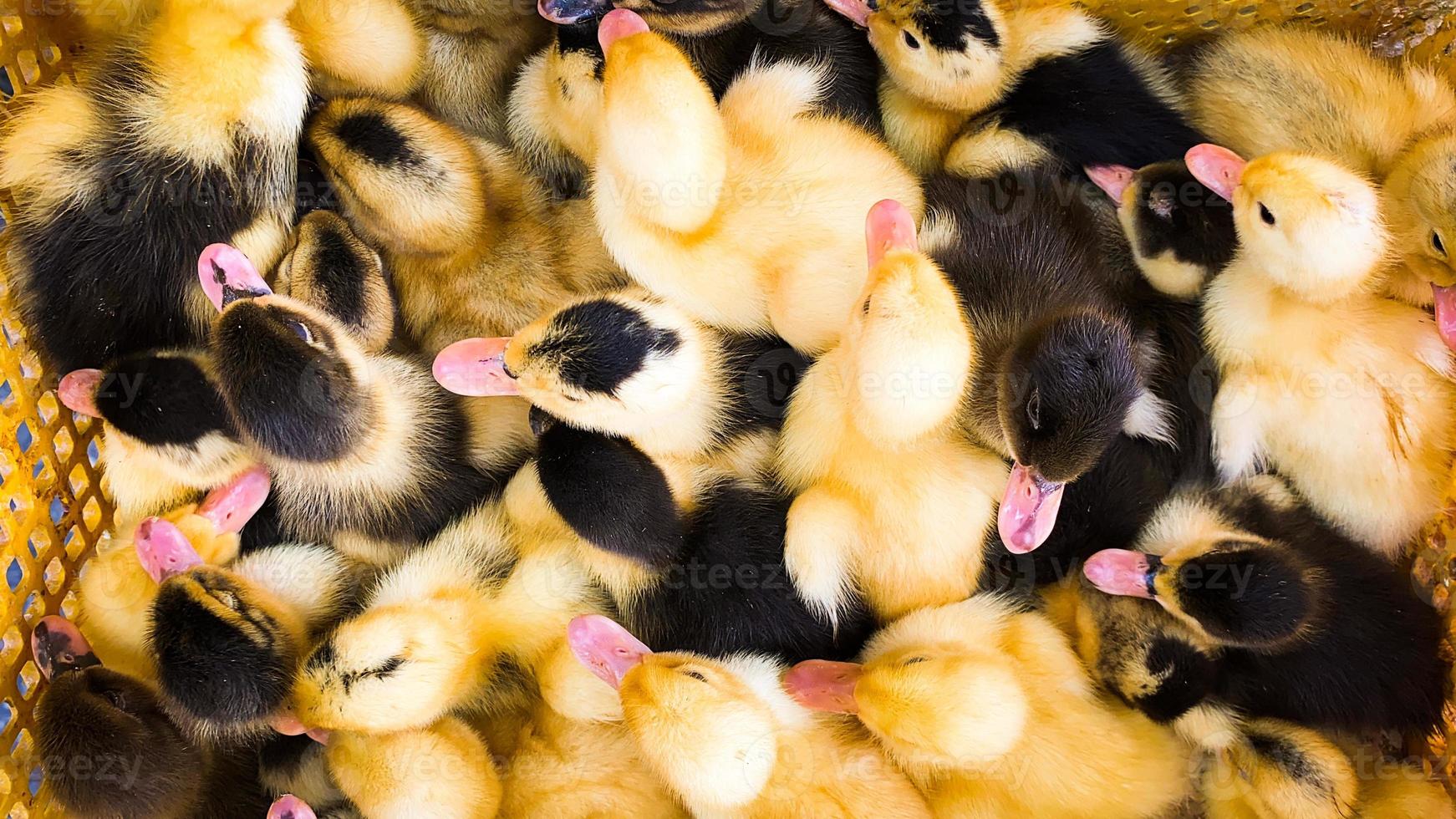 superiore Visualizza carino giallo nero tratteggiata bambino anatre nel scatola vicino su per vendita nel iraniano strada mercato foto