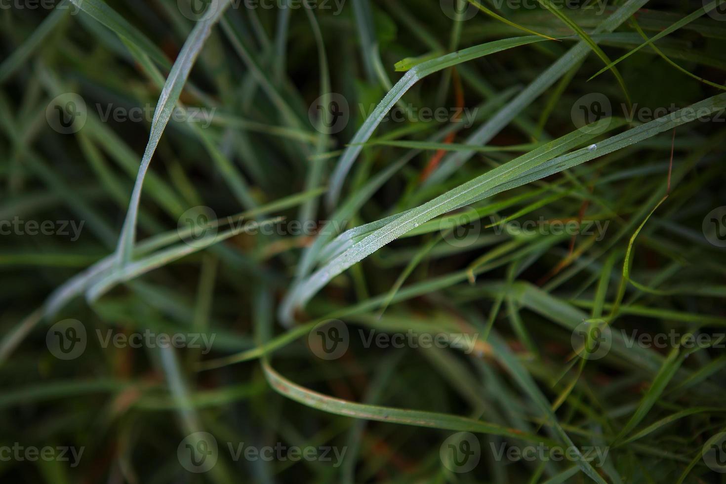 verde erba avvicinamento presto nel il mattina con gocce di rugiada foto