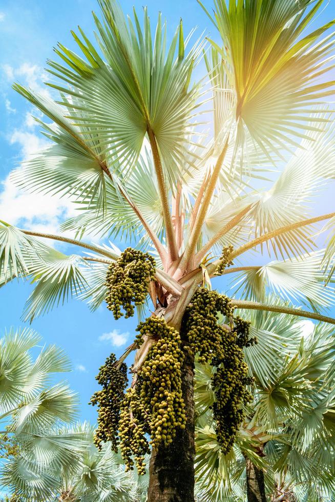 palma frutta su albero nel il giardino su luminosa giorno e blu cielo sfondo foto