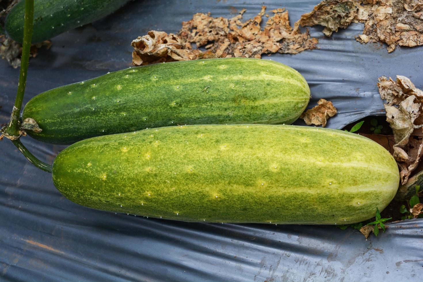 fresco verde cetriolo in crescita su pianta vite albero su biologico verdura giardino azienda agricola aspettare per raccolta cetriolo foto