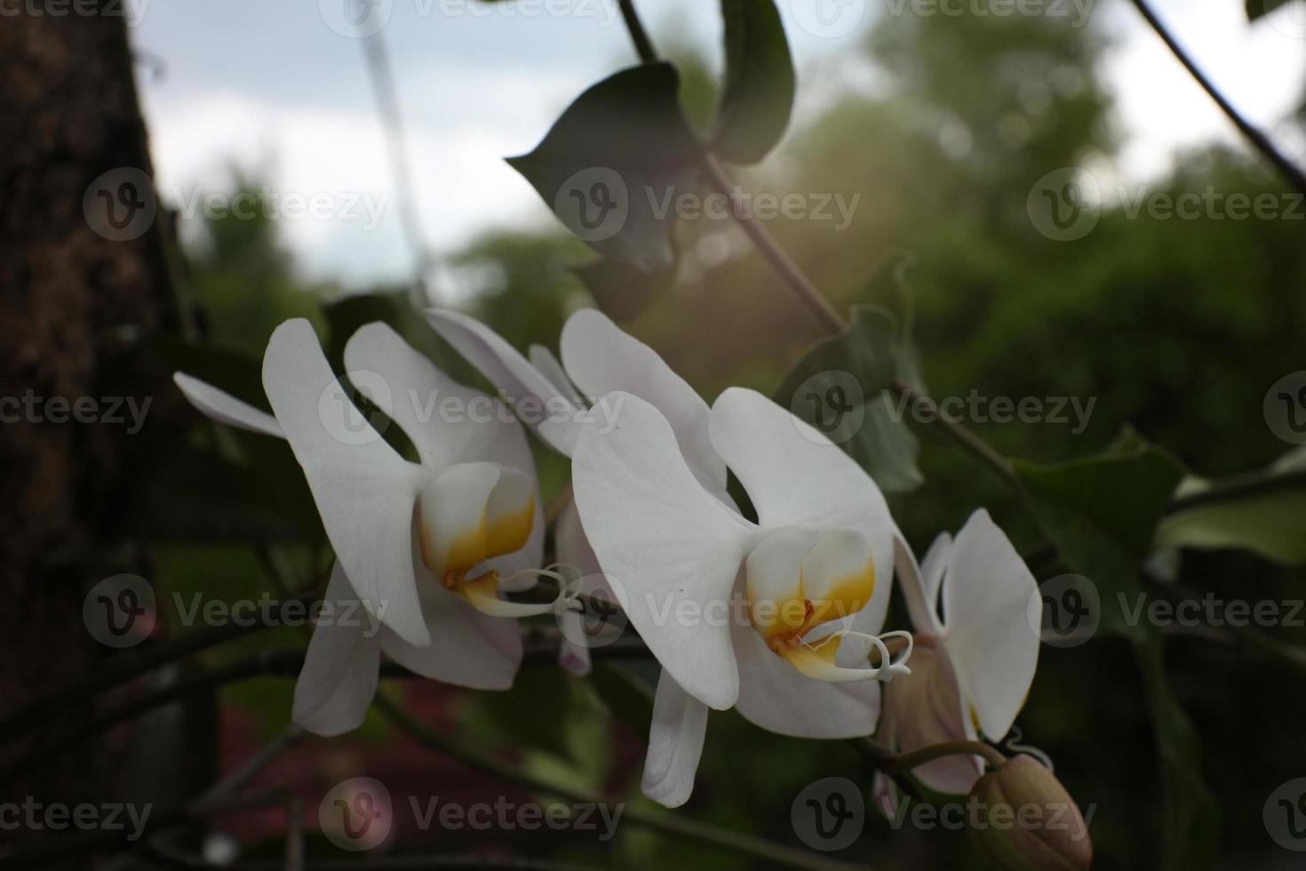 bianca orchidea fiori nel il cortile, nel fioritura. foto