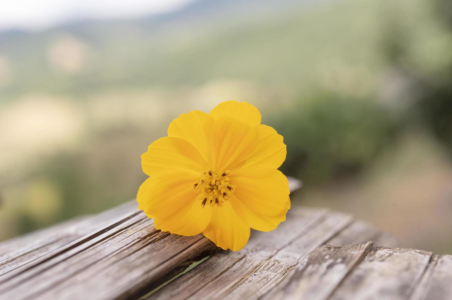 giallo fiori su rustico di legno tavolo nel Vintage ▾ stile per sfocato sfondo. foto