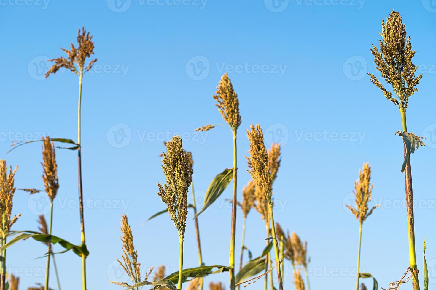 sorgo nel campo dei mangimi per il bestiame foto