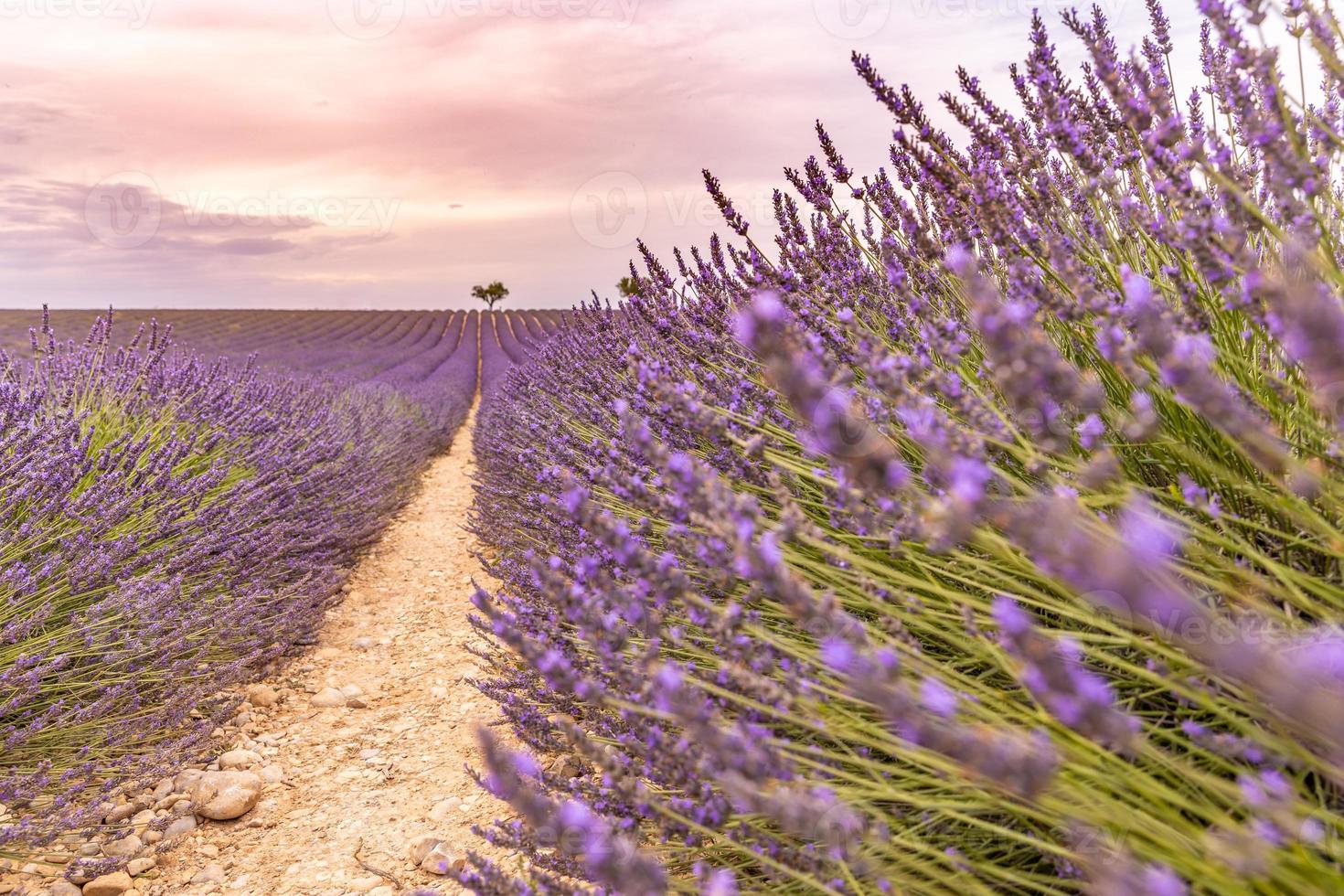 lavanda cespugli avvicinamento su sera luce. viola fiori di lavanda. provence regione di Francia. lavanda cespugli avvicinamento tramonto. viola cespugli di lavanda nel il giardino. avvicinamento estate natura foto