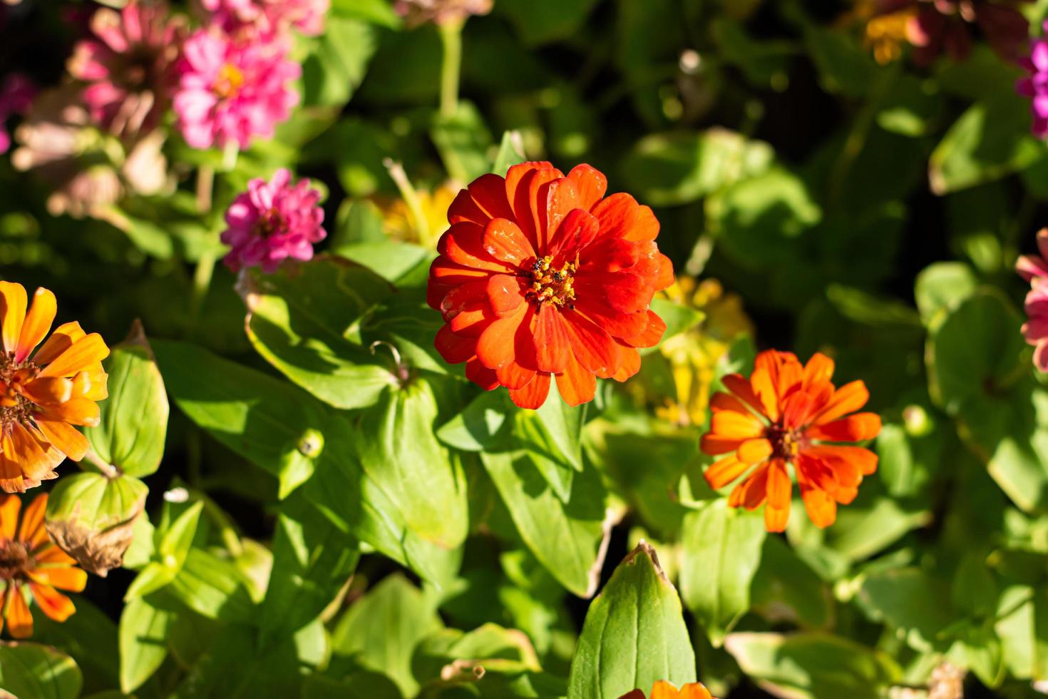 avvicinamento rosso zinnia con sfocato sfondo. foto