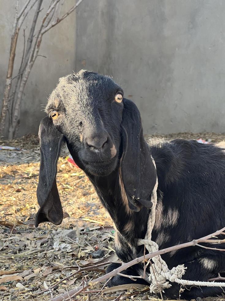 bianca e nero capra e capra bambino foto