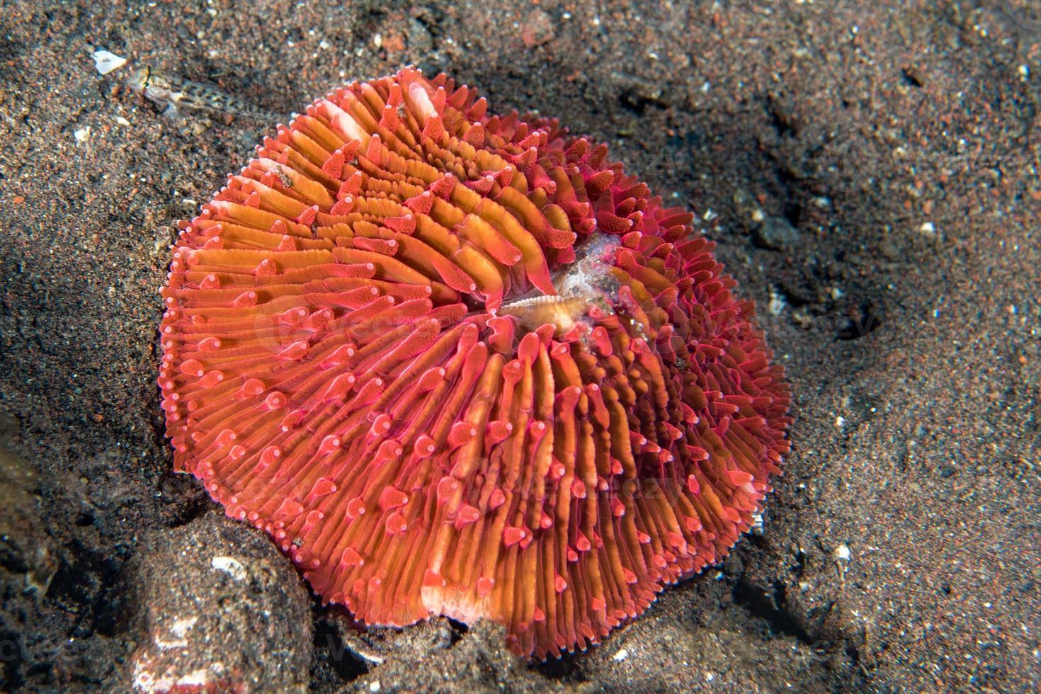 rosso difficile corallo macro vicino su foto