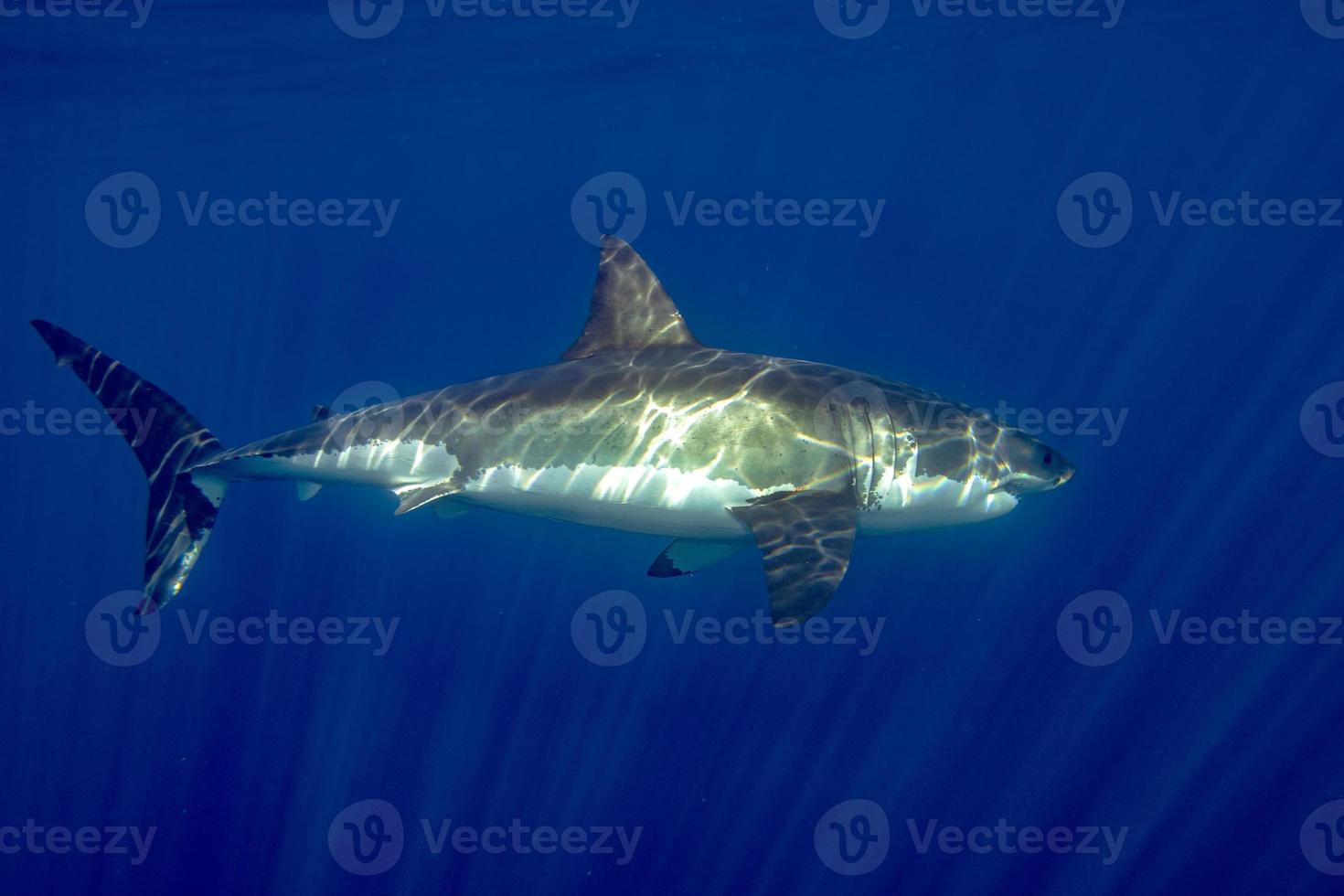 grande bianca squalo pronto per attacco foto