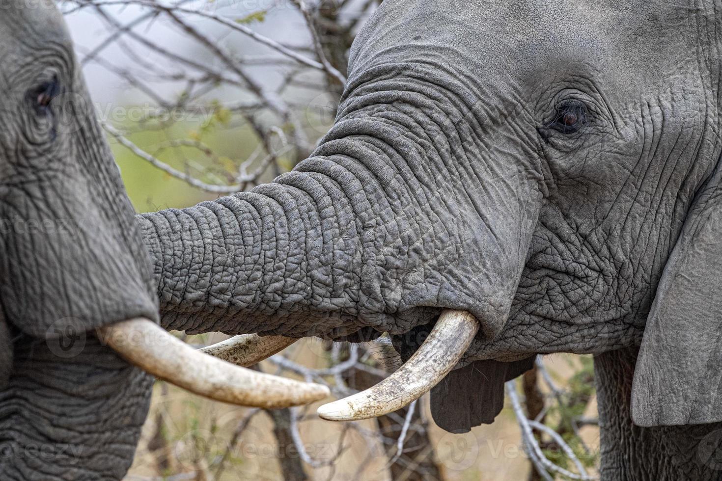 elefante giocando nel kruger parco Sud Africa foto