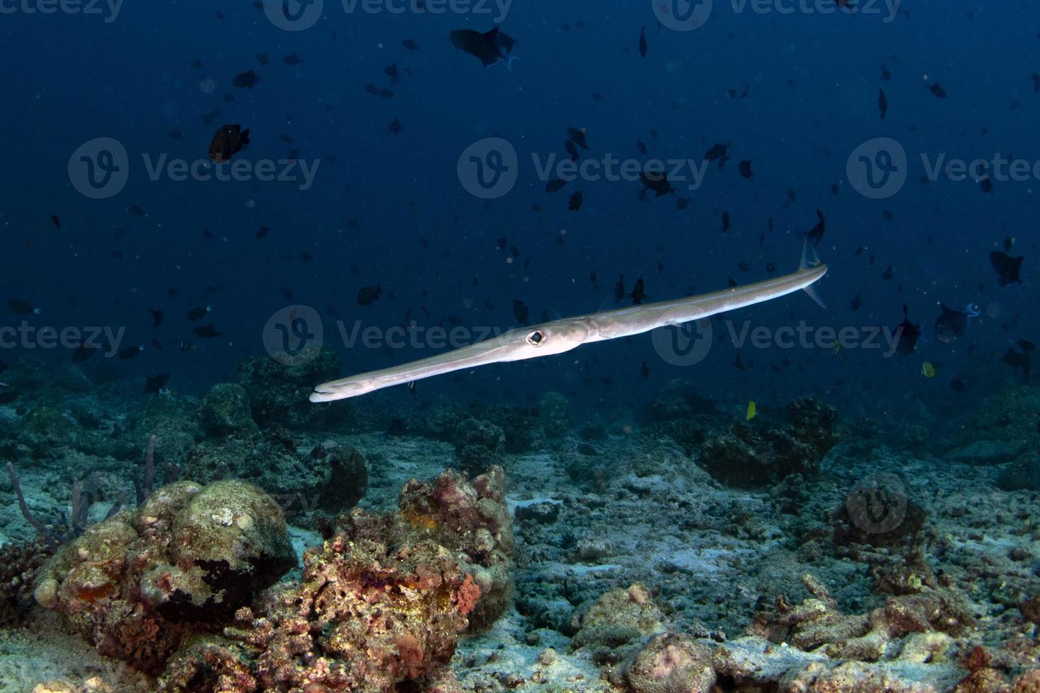 flauto tromba pesce mentre immersione Indonesia dettaglio foto