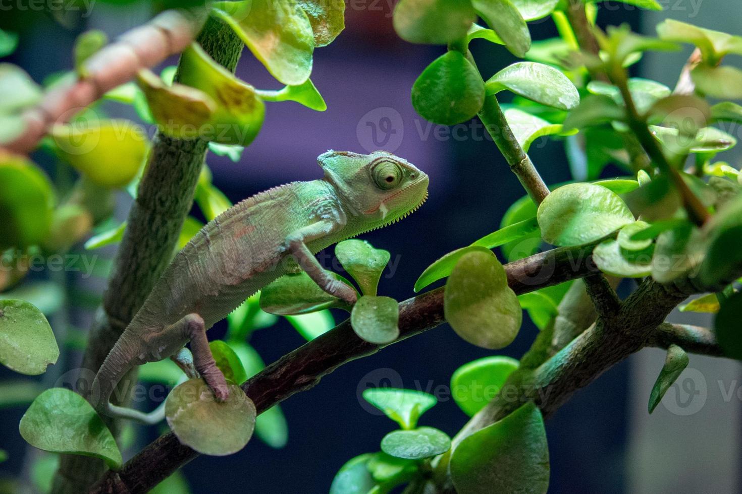 camaleonte del Madagascar su uno sfondo di albero foto
